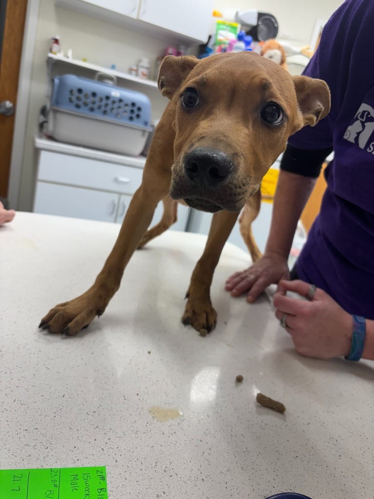 Photo of Aramis, adoptable Hound in Findlay, Ohio