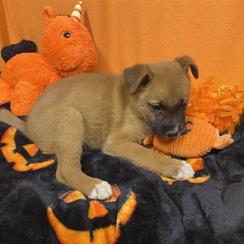 Photo of A615322, adoptable German Shepherd Dog in Modesto, California
