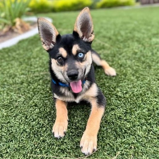 Photo of Truffle - City of Industry Location, adoptable Husky / Bulldog, French
