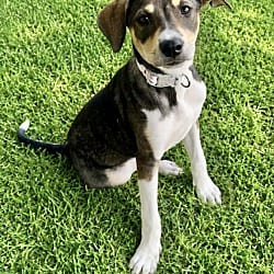 Photo of Darby Kelly meet 10/24, adoptable Hound (Unknown Type) in East Hartford, Connecticut