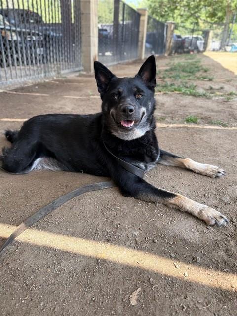 Photo of Ginger, adoptable Siberian Husky in Riverside, California