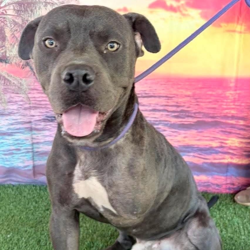 Photo of Blueberry, adoptable Mixed Breed (Large) in Whitestone, New York