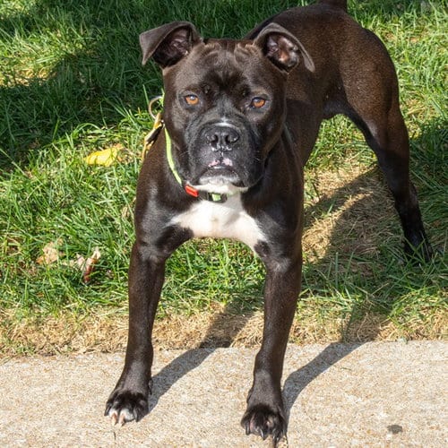 Photo of Mateo, adoptable Pit Bull Terrier in St Louis, Missouri