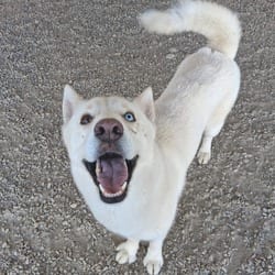 Photo of White 0115, adoptable Husky in Loxahatchee, Florida