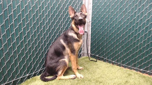 Photo of Lady, adoptable German Shepherd Dog in Downey, California