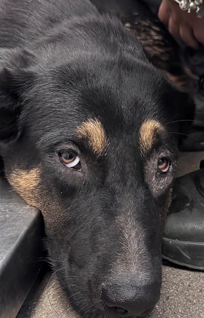 Photo of Niles, adoptable dog