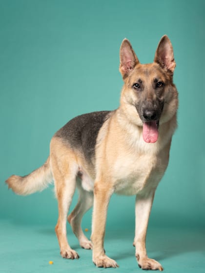 Photo of Bryce, adoptable dog in Atlanta, Georgia