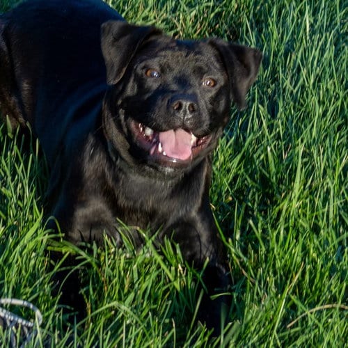 Photo of Harley, adoptable Labrador Retriever in Maryland, Missouri