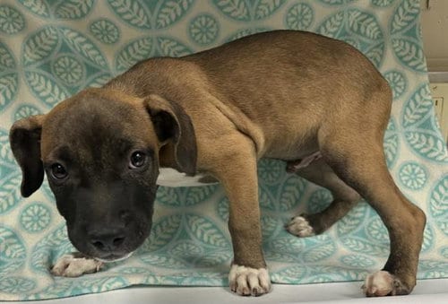 Photo of Momo, adoptable Pit Bull Terrier in HESPERIA, California