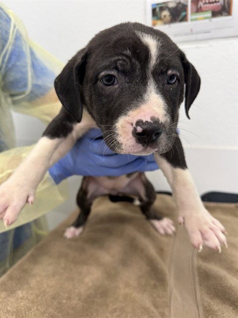 Photo of Hazel, adoptable American Pit Bull Terrier in Mesa, Arizona