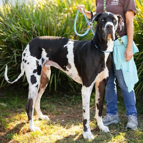 Photo of Zeus Bagoosy, adoptable Great Dane in Camarillo, California