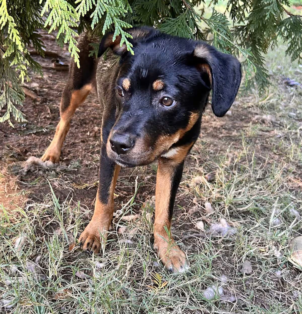 Photo of Bruno, adoptable Miniature Pinscher/Rottweiler in Fort Mill, South Carolina