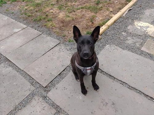 Photo of Mollie (AL), adoptable German Shepherd Dog in New York, New York