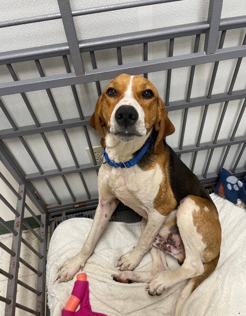 Photo of Willie, adoptable Treeing Walker Coonhound in Maysville, Kentucky