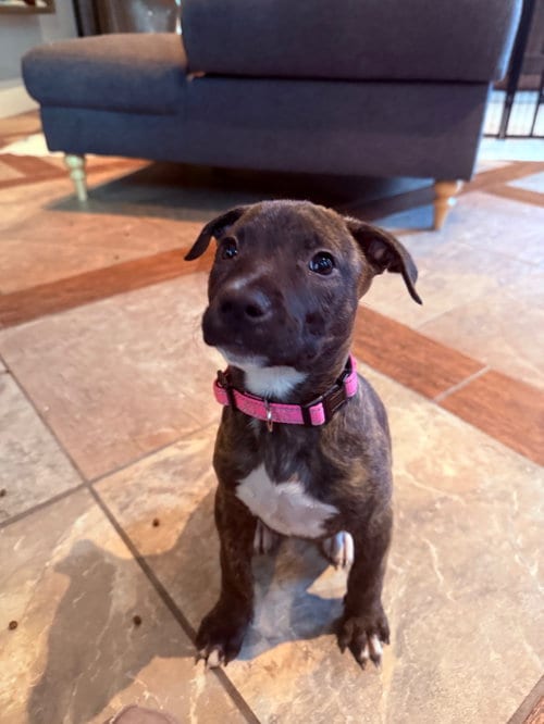 Photo of Roo, adoptable Terrier in Plainfield, Illinois
