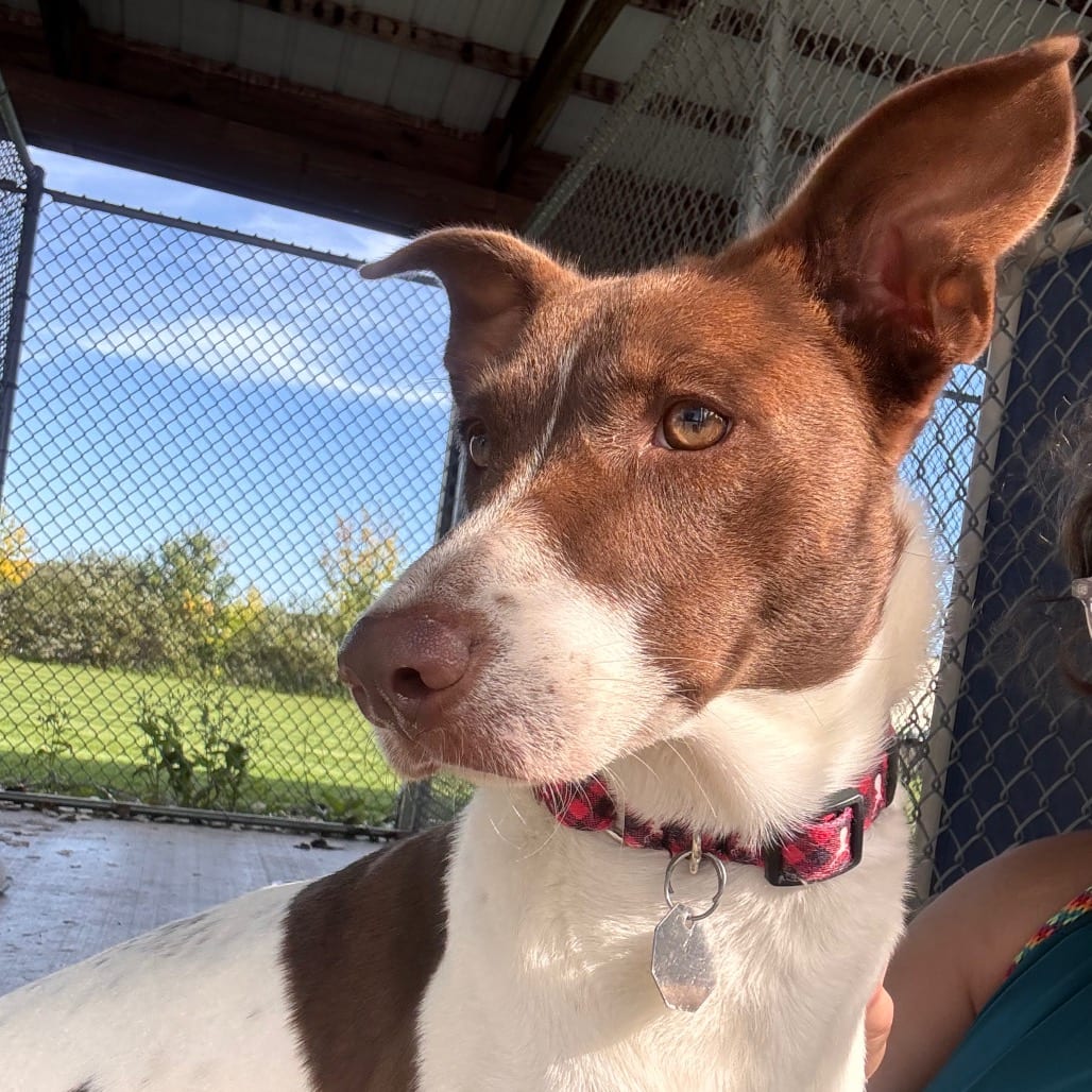 Photo of Hope, adoptable Collie, Border / Mix in Brookfield, Wisconsin