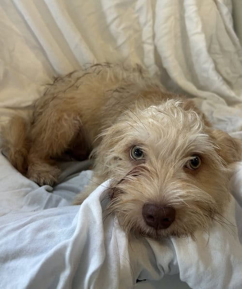 Photo of Biscotti, adoptable Lhasa Apso in Pipe Creek, Texas