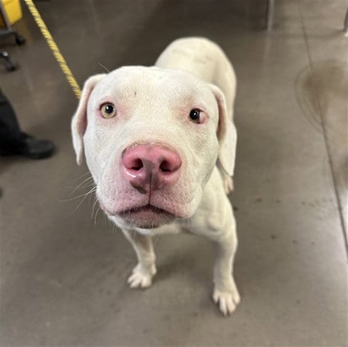 Photo of Fergus, adoptable American Pit Bull Terrier in Phoenix, Arizona