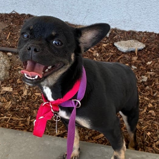 Photo of Leti, adoptable Chihuahua / Pug in Oceanside, California