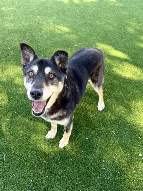 Photo of Buster, adoptable Labrador Retriever in Castaic, California
