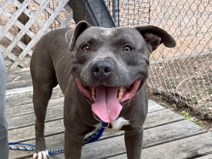 Photo of Courage HW+, adoptable dog in Georgetown, Texas