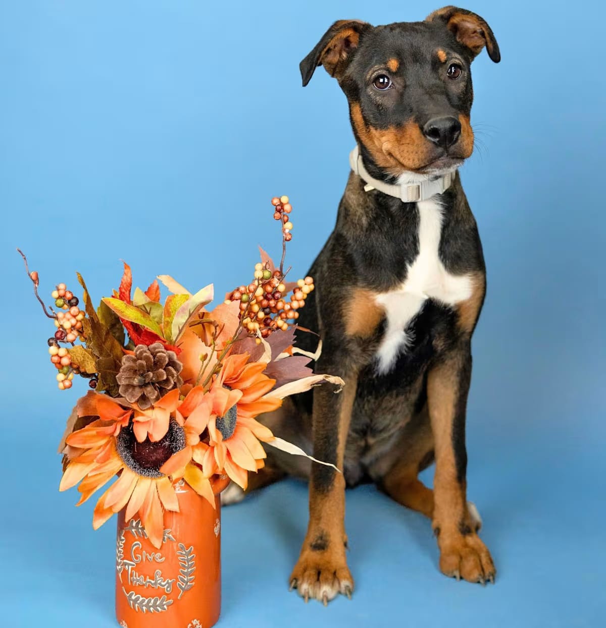 Photo of #642-26, adoptable Doberman Pinscher in Brighton, Colorado
