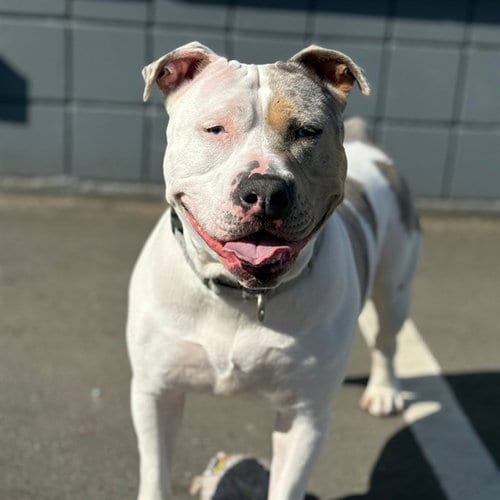 Photo of Shellsea, adoptable Staffordshire Bull Terrier in Alameda, California