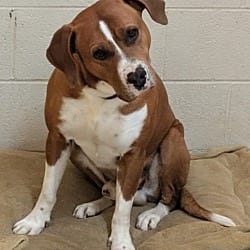 Photo of Eeyore, adoptable Hound (Unknown Type) American Pit Bull Terrier in Richmond, Indiana