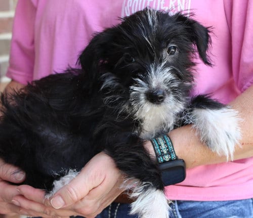 Photo of Tulip 44377, adoptable Terrier in Prattville, Alabama