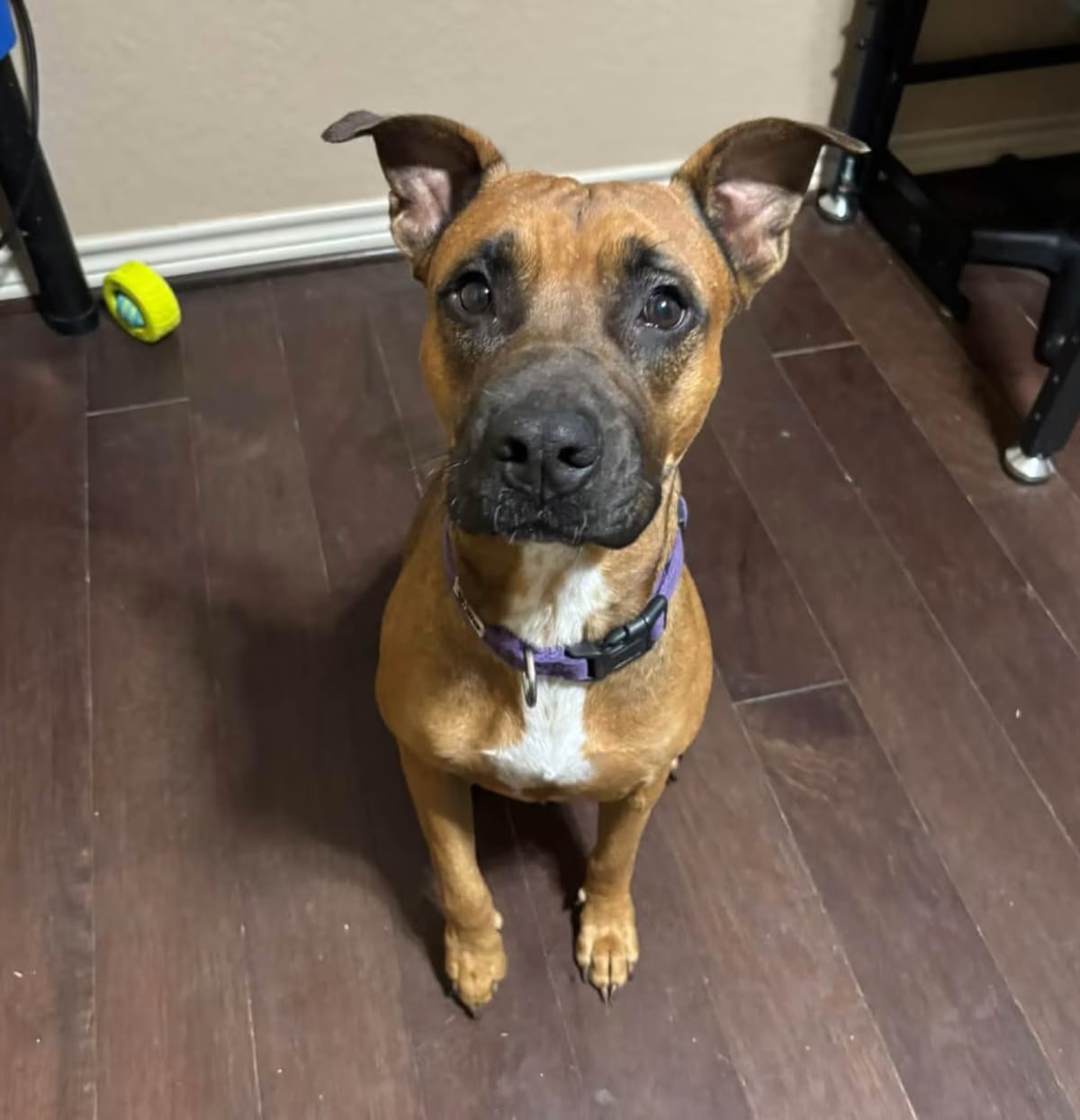 Photo of Auburn RW, adoptable Boxer/Mixed Breed (Medium) in Baltimore, Maryland