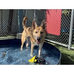Photo of Teba, adoptable German Shepherd Dog Husky in Chatsworth, California