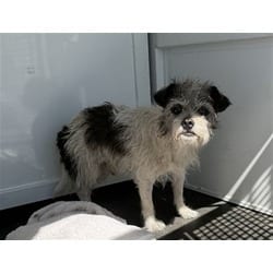 Photo of Sprout, adoptable Poodle (Miniature) in San Bernardino, California