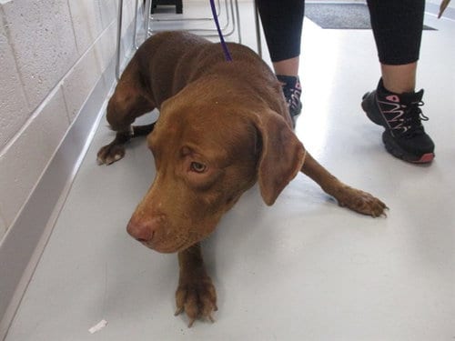 Photo of Patchy, adoptable Labrador Retriever in Ocala, Florida