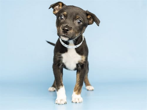 Photo of Naomi, adoptable Chihuahua in Phoenix, Arizona