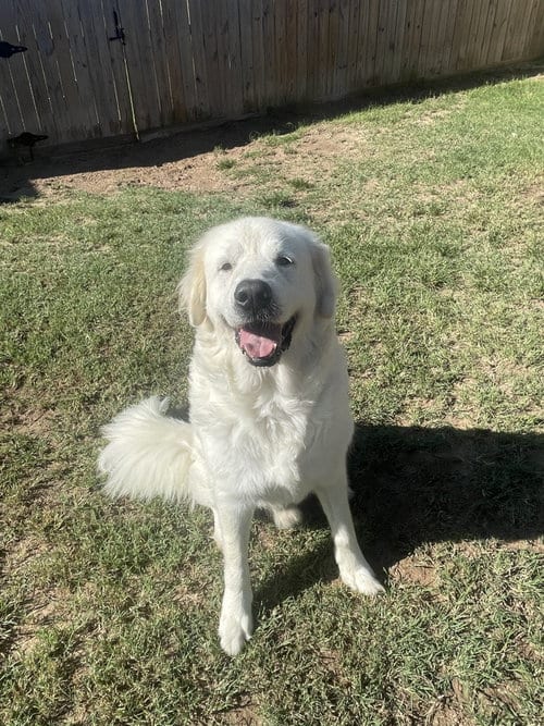 Photo of Polar, adoptable Great Pyrenees in Gun Barrel City, Texas