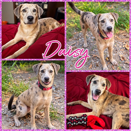 Photo of Daisy, adoptable Catahoula Leopard Dog in Blacksburg, South Carolina