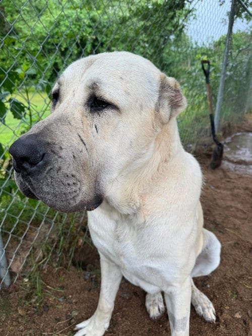 Photo of Banu, adoptable Anatolian Shepherd in Alvin, Texas