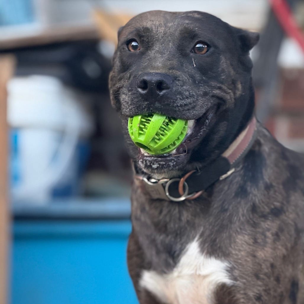 Photo of Muriel, adoptable Mixed Breed (Medium)