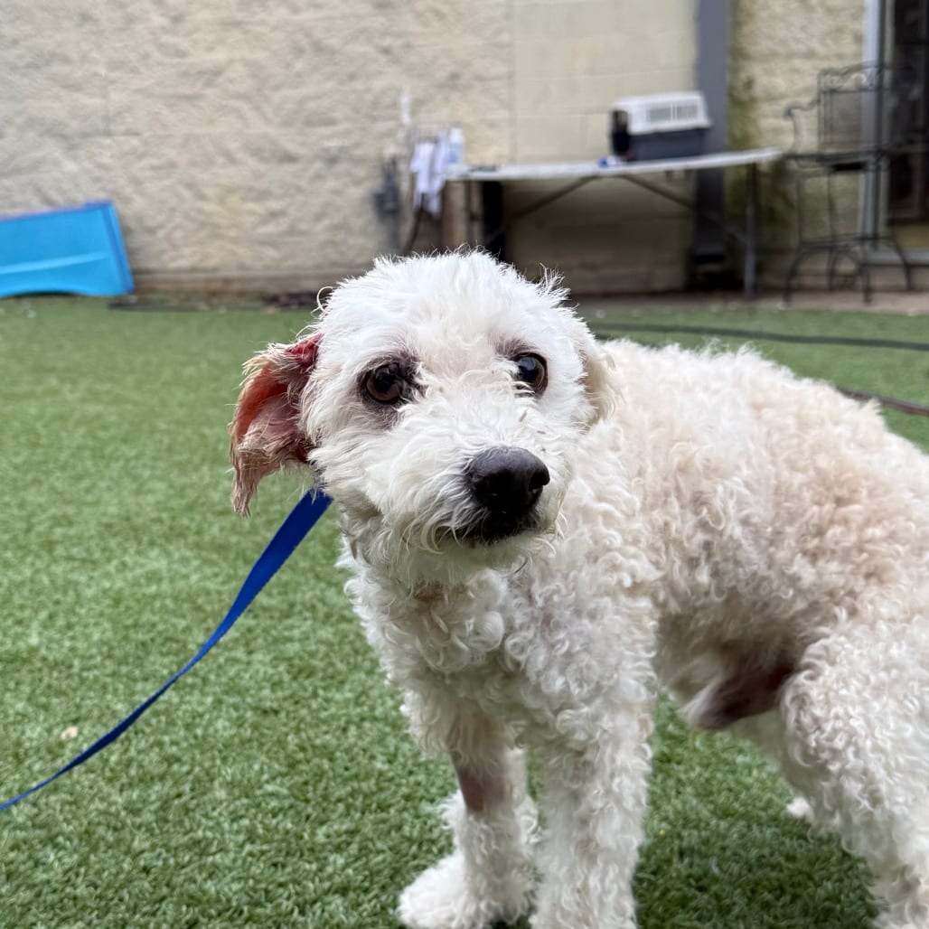 Photo of Angel, adoptable Poodle in Houston, Texas