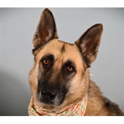 Photo of Harley, adoptable German Shepherd Dog in Loveland, Colorado