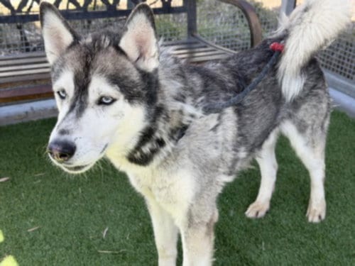 Photo of Cosmo, adoptable Siberian Husky in Los Angeles, California