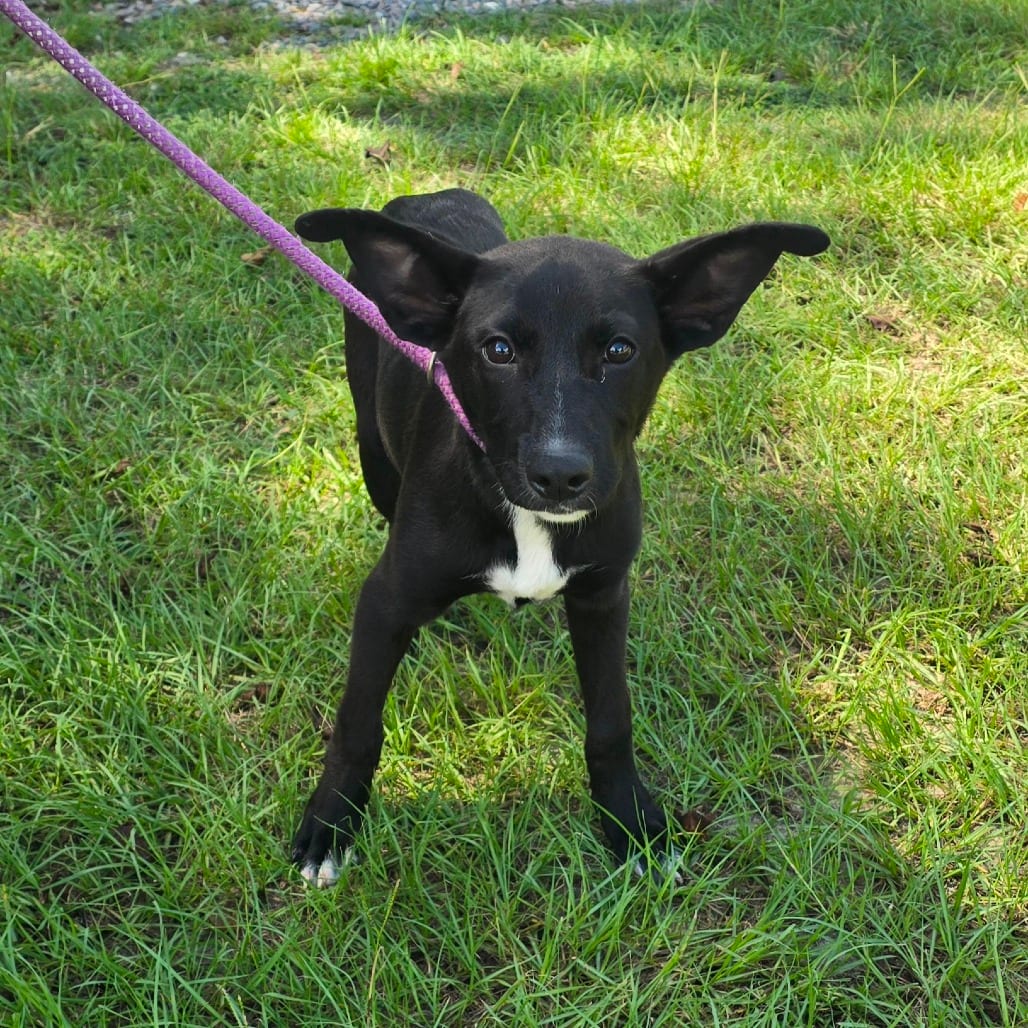 Photo of Lizzie, adoptable Shepherd, German / Retriever, Black Labrador in Hinesville, Georgia
