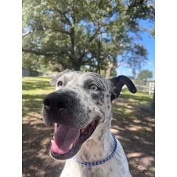 Photo of Blue, adoptable Catahoula Leopard Dog in Baton Rouge, Louisiana