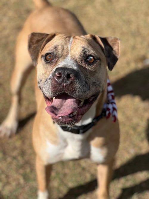 Photo of Outlaw, adoptable American Staffordshire Terrier in Phoenix, Arizona