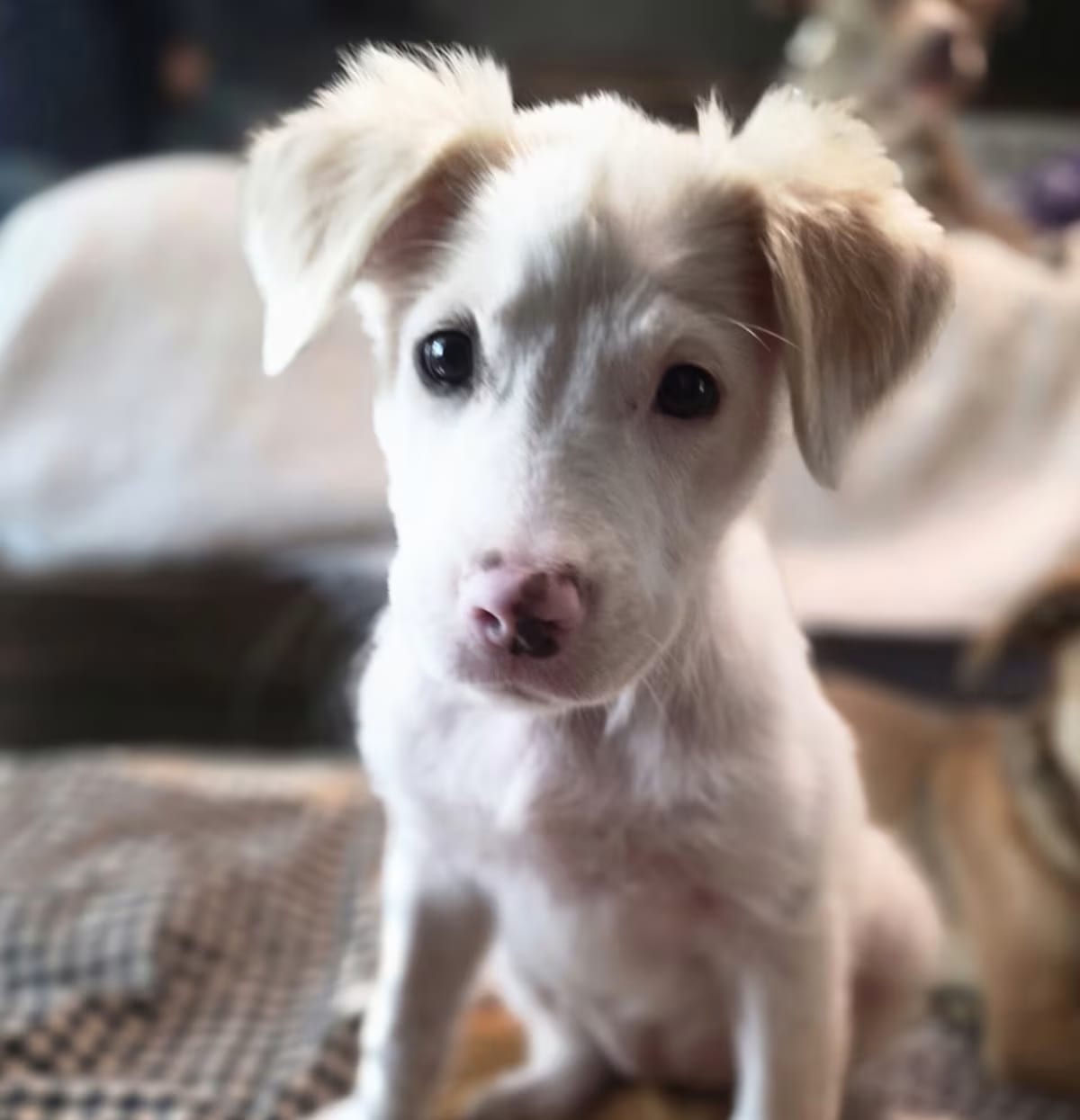 Photo of Rory, adoptable Labrador Retriever/Australian Shepherd in st clair shores, Michigan