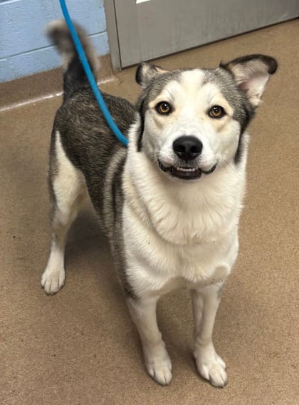 Photo of Lee Jordan, adoptable dog in Chamblee, Georgia