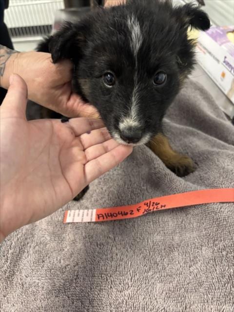 Photo of Bloom, adoptable German Shepherd Dog in Hayward, California