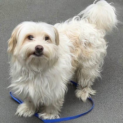 Photo of 161921, adoptable Maltese/Mix in Bakersfield, California