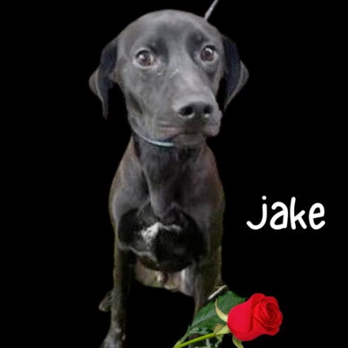 Photo of Jolly Jake, adoptable Retriever in San Antonio, Texas