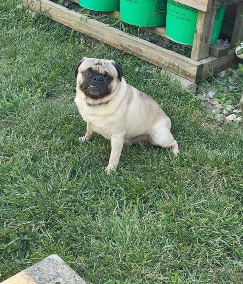 Photo of Pumba, adoptable Pug in Indianapolis, Indiana